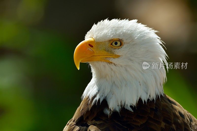 白头鹰(Haliaeetus leucocephalus)的肖像